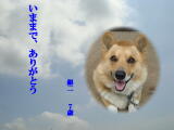 銀二ちゃんのメモリアル写真 ペット葬儀 火葬日：２００９年８月２０日 東京都よりご依頼