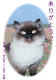 ブーニャンちゃんのメモリアル写真　ペット葬儀 火葬日：２０１０年４月２７日　東京都よりご依頼