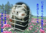 ドイルちゃんのメモリアル写真　ペット葬儀日：２０１０年４月１２日　東京都よりご依頼