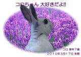 コロちゃんのメモリアル写真　ペット葬儀日：２０１０年３月１８日　東京都よりご依頼
