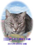 ゆうすけちゃんのメモリアル写真　ペット葬儀日：２０１０年３月１０日　埼玉県よりご依頼