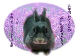 リビちゃんのメモリアル写真　ペット葬儀日：２０１０年３月１８日　埼玉県よりご依頼